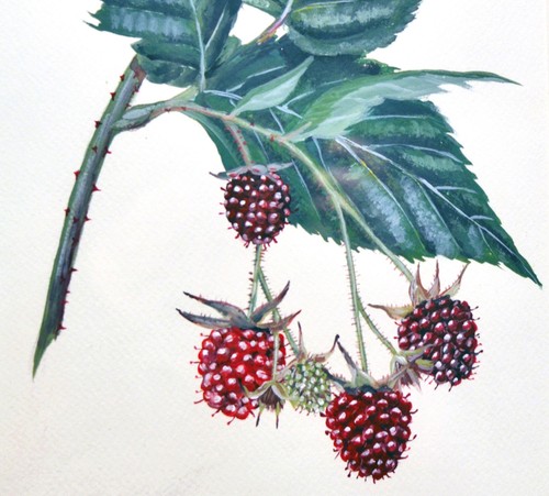 Original botanical watercolour