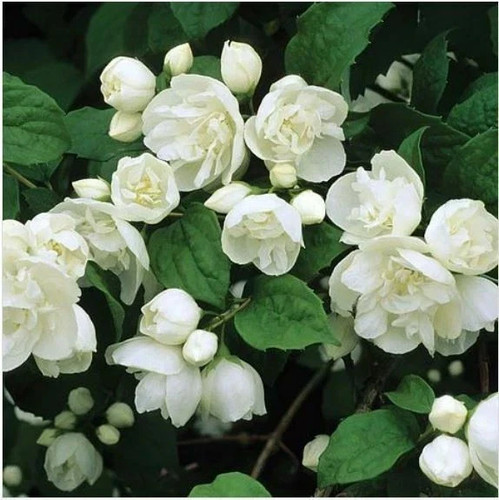 Philadelphus coronarius - philadelphus,