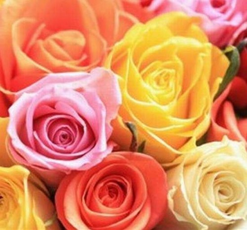 Fragrant climbing bush rose - 1,