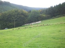 Photo 6x4 Rounding up sheep