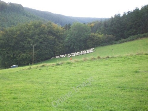 Photo 6x4 rounding - up, sheep