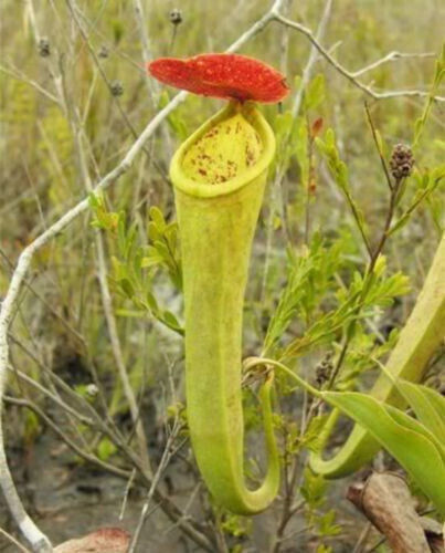Seeds nepenthes tenax - seeds,