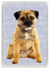 BORDER TERRIER PUPPY DOG