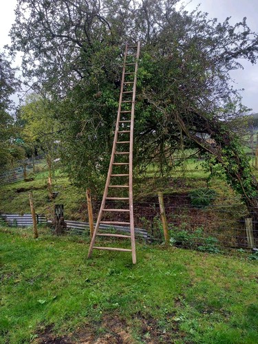 Vintage fruit ladders - 2x,
