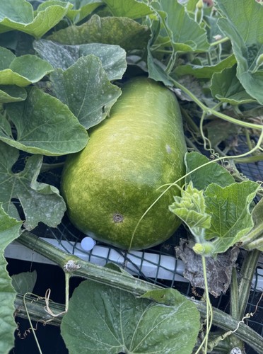 Hybrid bottle gourd - bottle, seeds