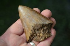 BEAUTIFUL, GENUINE MEGALODON