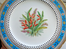 19TH CENTURY MINTON CABINET BOTANICAL PLATE FLOWERS & RAISED JEWELLED RIM