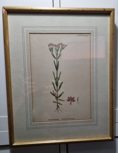 Original victorian botanical - original,