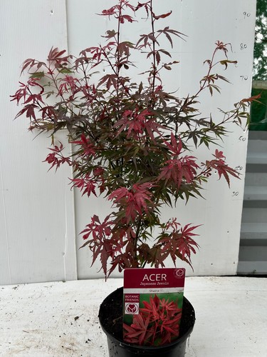 Acer palmatum japanese - x,