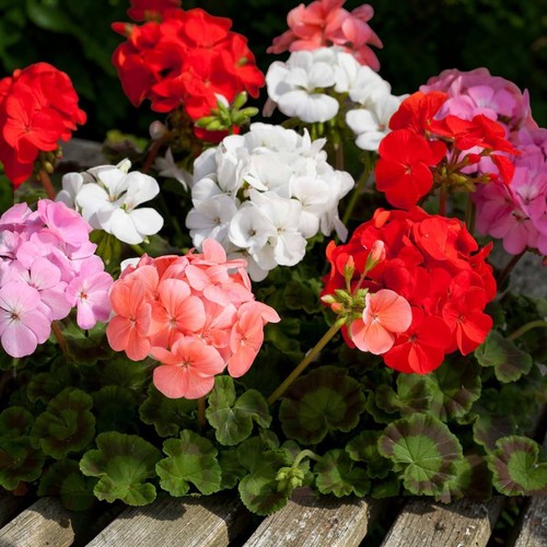 Geranium bullseye 9cm pots - bullseye, in