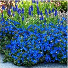 1 Litre | Lithodora Diffusa