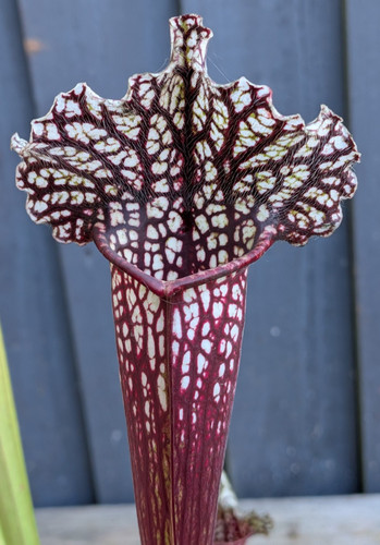 Sarracenia - x, purpurea)