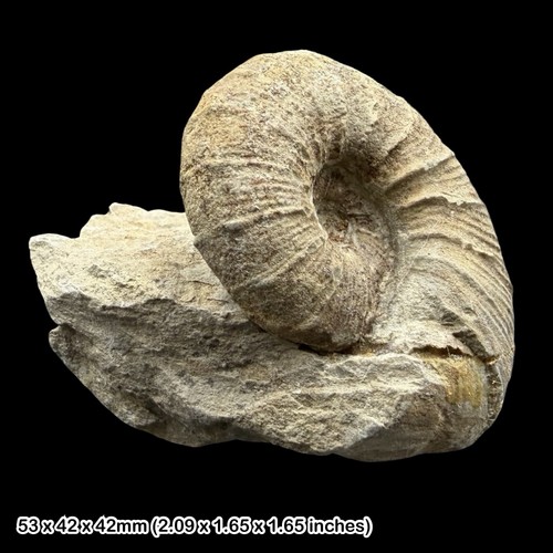 Holcodiscus caillaudianus