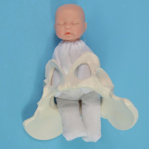 Female pelvis model with - female,