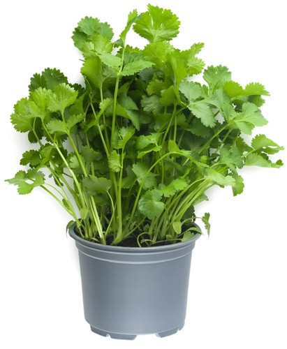Coriander live plant - live, plant,