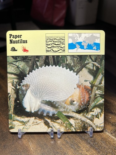 Paper nautilus 1976 - paper, nautilus,