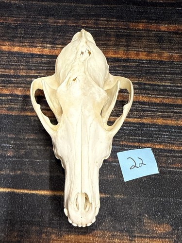 Coyote skull unique - skull, animal