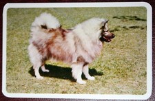 KEESHOND   Barge Dog   Vintage 1967 Colour Photo Card   CE12M