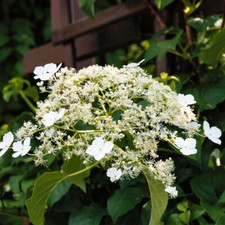 Climbing Hydrangea Anomala Petiolaris In 1.5L Pot,Large Shrub with White Flowers