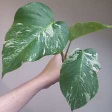 Monstera Deliciosa Albo