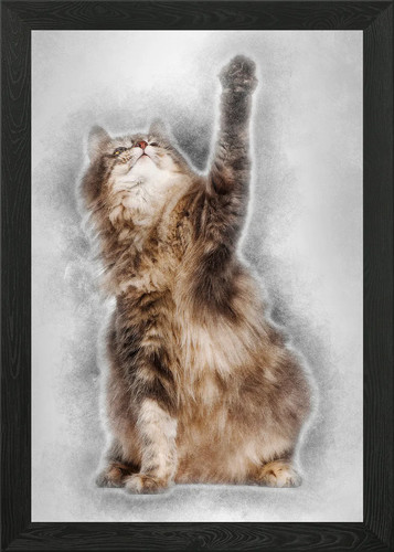Norwegian forest cat and - norwegian,