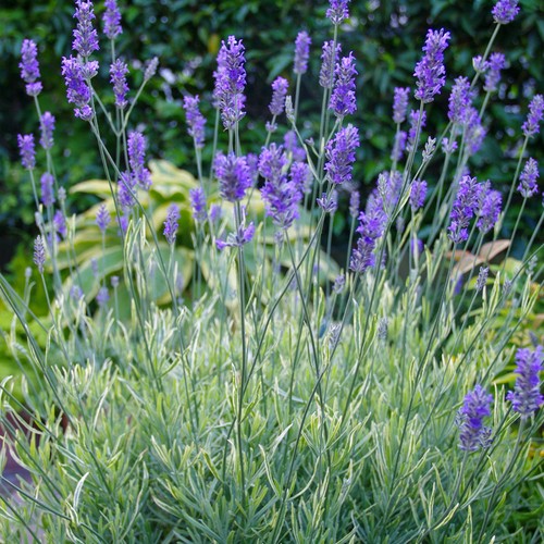 Lavender platinum blonde - lavender,