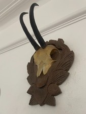 Mountain Goat Horns 475