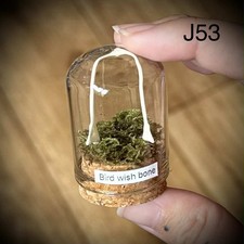 Pigeon wish bone In a 5cm