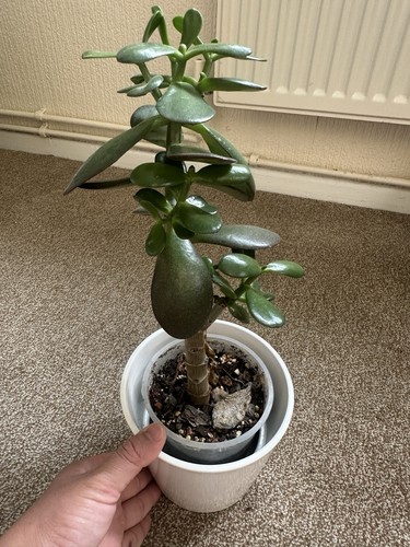 Crassula ovata jade - ovata, money