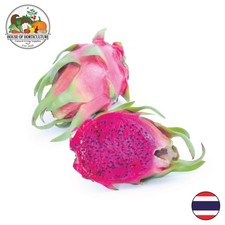 Fresh Red Dragon Fruit x1 from