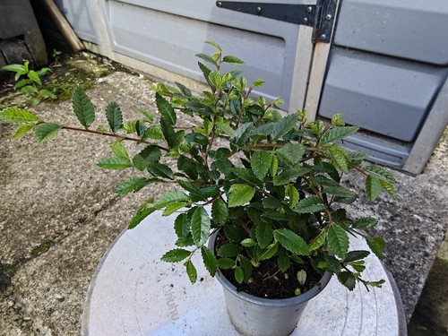 Chinese elm ulmus parvifolia - chinese,