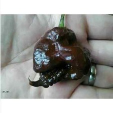 CAROLINA REAPER CHOCOLATE, 25