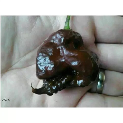 Carolina reaper chocolate 25 - chocolate,,
