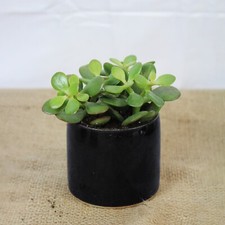 Mini Ceramic Handmade Plant