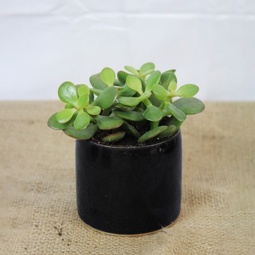 Mini ceramic handmade - ceramic,