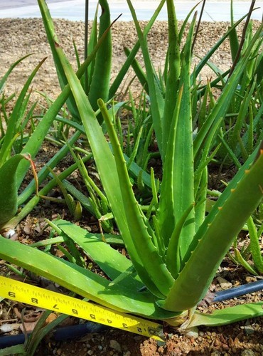 Large mature medicinal - mature,