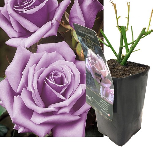50cm purple rose tree - @, pot