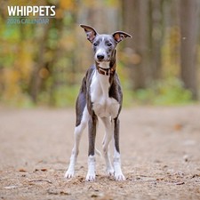 Whippets 2026 Traditional