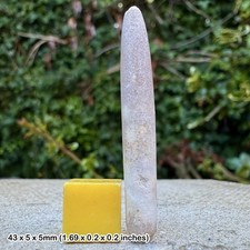 Fossil Belemnite Actinocamax verus Cretaceous Coniacian Kent UK | Authentic UK