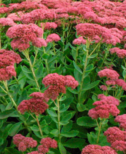 Sedum herbstfreude - 1x, 2l