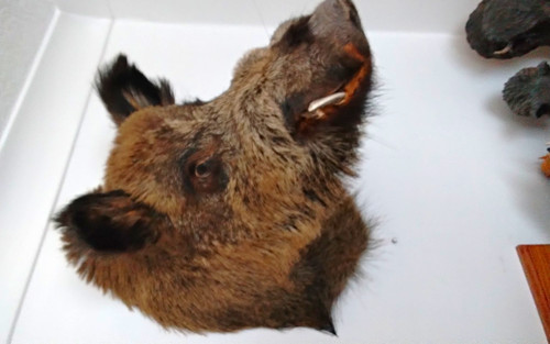 Wild boar head and shoulder - boar,