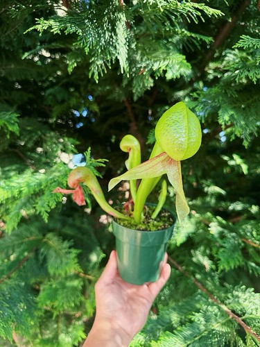 Darlingtonia californica - darlingtonia,
