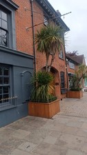 Large yucca tree