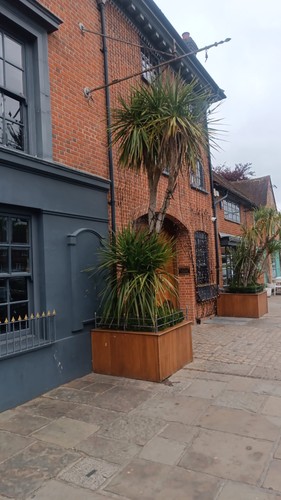 Large yucca tree