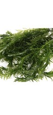 Elodea Densa Oxygenating Pond Water Aquarium Live Plants Egeria x 10