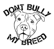 XL american Bully Pitbull Dog