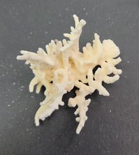 Real Coral Skeleton Decoration