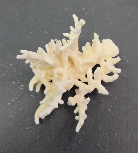 Real coral skeleton - real,