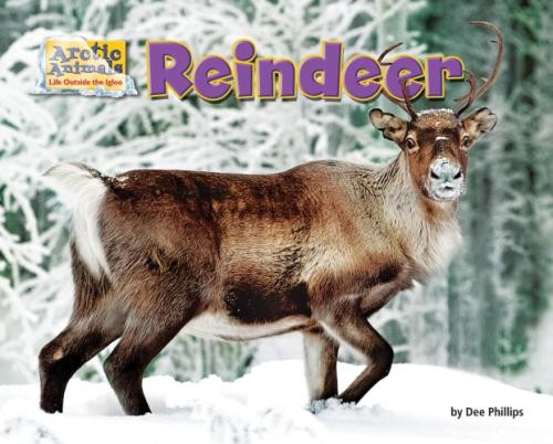 Reindeer arctic animals life - (arctic,