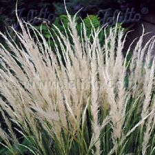 Peruvian Feather Grass /Stipa ichu /Ornamental Grass /Hardy Perennial /100 Seeds
